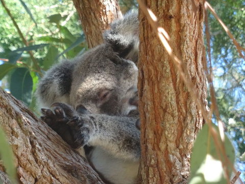 North Stradbroke Island Day Trip From Brisbane - Attractions 23