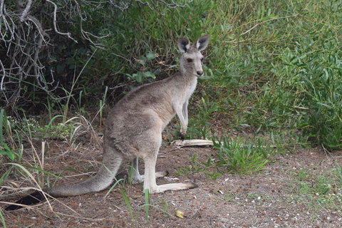 North Stradbroke Island Day Trip From Brisbane - Attractions 13