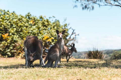 North Stradbroke Island Day Trip From Brisbane - Attractions 40