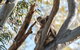 North Stradbroke Island Day Trip From Brisbane - thumb 27