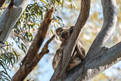 North Stradbroke Island Day Trip From Brisbane - Attractions 27