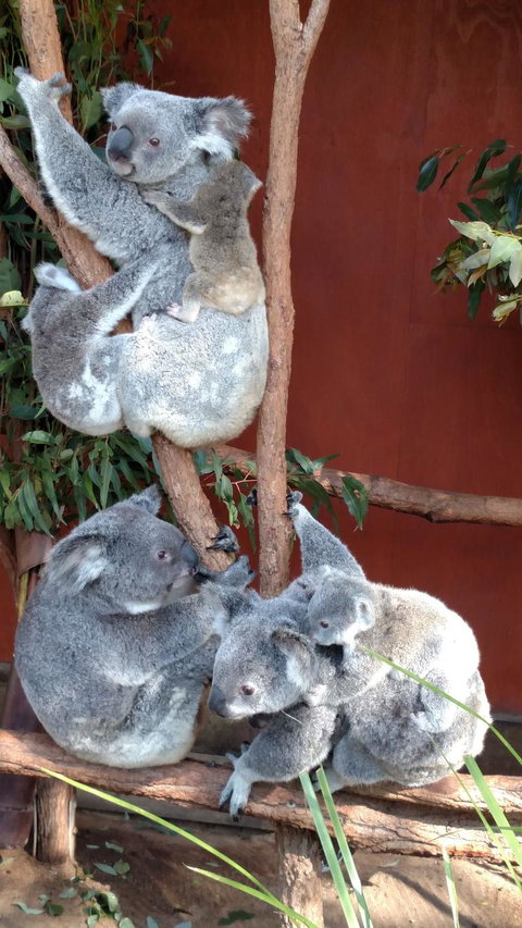 Lone Pine Koala Sanctuary Day Pass - Attractions 2