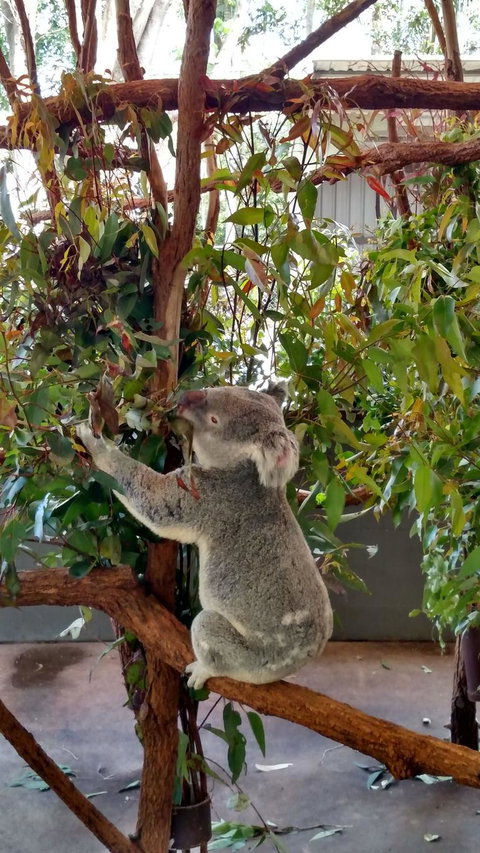 Lone Pine Koala Sanctuary Day Pass - Attractions 5