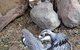 Lone Pine Koala Sanctuary Day Pass - thumb 6