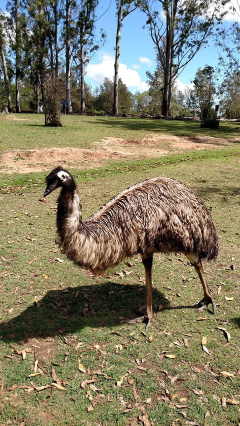 Lone Pine Koala Sanctuary Day Pass - Attractions 8