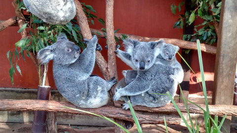 Lone Pine Koala Sanctuary Day Pass - Attractions 3