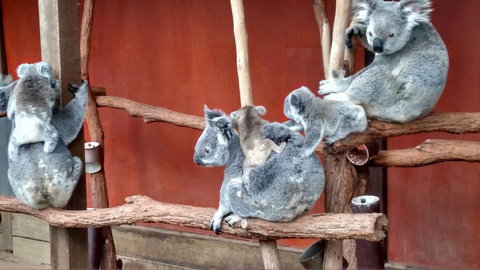 Lone Pine Koala Sanctuary Day Pass - Attractions 4