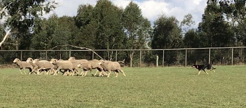 Lone Pine Koala Sanctuary Admission With Brisbane River Cruise - Attractions Las Vegas 14