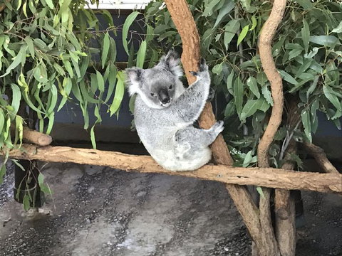 Lone Pine Koala Sanctuary Admission With Brisbane River Cruise - Attractions Las Vegas 21