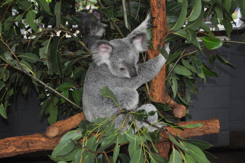 Lone Pine Koala Sanctuary Admission With Brisbane River Cruise - Attractions Las Vegas 6