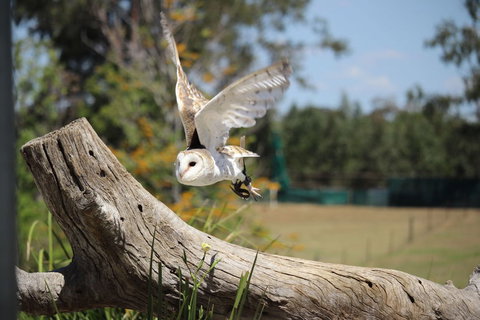 Lone Pine Koala Sanctuary Admission With Brisbane River Cruise - Attractions Las Vegas 25