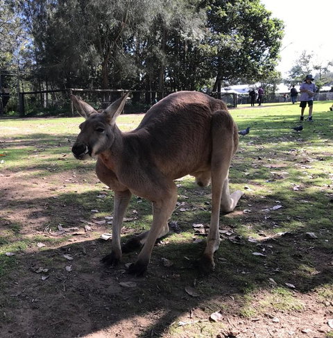 Lone Pine Koala Sanctuary Admission With Brisbane River Cruise - Attractions Las Vegas 15