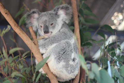 Lone Pine Koala Sanctuary Admission With Brisbane River Cruise - Attractions Las Vegas 9