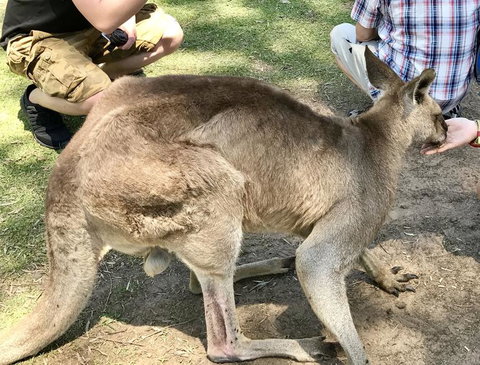 Lone Pine Koala Sanctuary Admission With Brisbane River Cruise - Attractions Las Vegas 19