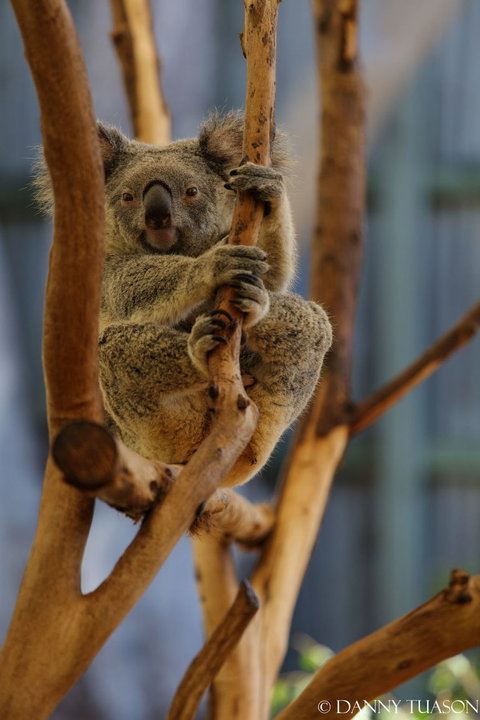 Lone Pine Koala Sanctuary Admission With Brisbane River Cruise - Attractions Las Vegas 24