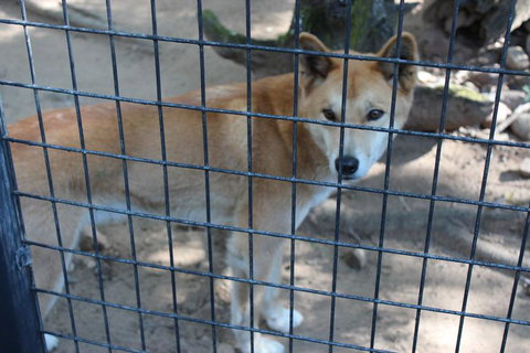 Lone Pine Koala Sanctuary Admission With Brisbane River Cruise - Attractions Las Vegas 10