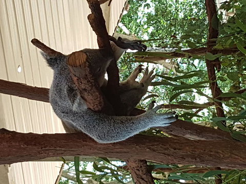 Lone Pine Koala Sanctuary Admission With Brisbane River Cruise - Attractions Las Vegas 2