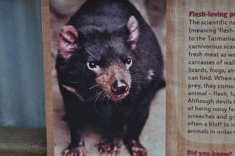 Lone Pine Koala Sanctuary Admission With Brisbane River Cruise - Attractions Las Vegas 4