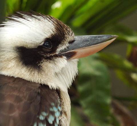 Lone Pine Koala Sanctuary Admission With Brisbane River Cruise - Attractions Las Vegas 23