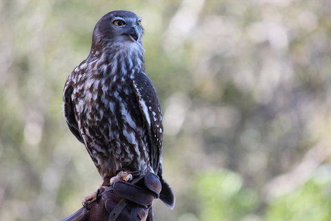 Lone Pine Koala Sanctuary Admission With Brisbane River Cruise - Attractions Las Vegas 11