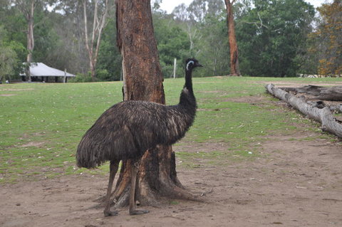 Lone Pine Koala Sanctuary Admission With Brisbane River Cruise - Attractions Las Vegas 5