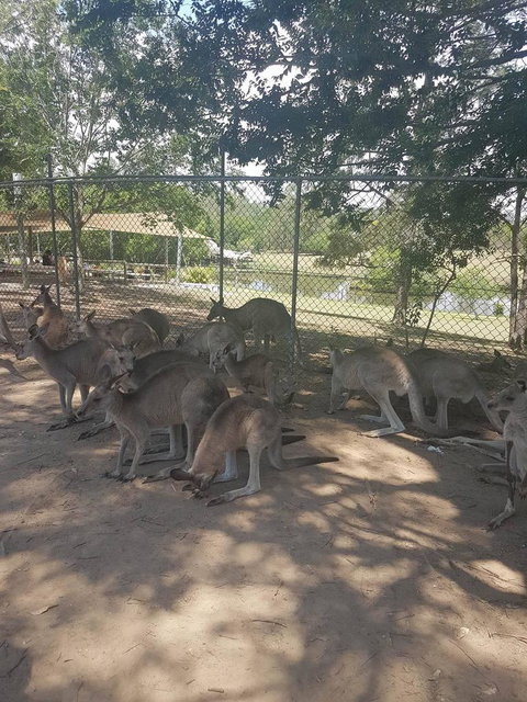 Lone Pine Koala Sanctuary Admission With Brisbane River Cruise - Attractions Las Vegas 18