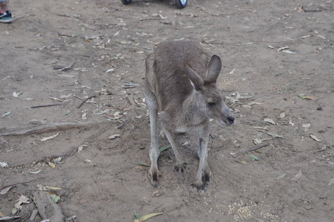Lone Pine Koala Sanctuary Admission With Brisbane River Cruise - Attractions Las Vegas 3
