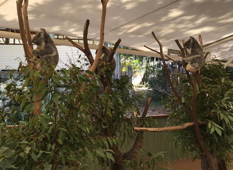 Lone Pine Koala Sanctuary Admission With Brisbane River Cruise - Attractions Las Vegas 16