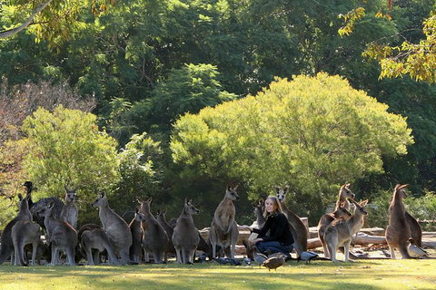 Lone Pine Koala Sanctuary Admission With Brisbane River Cruise - Attractions Las Vegas 27