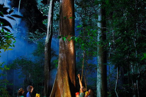 Daintree Rainforest Night Walk From Cape Tribulation - Attractions 1