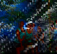 Daintree Rainforest Night Walk from Cape Tribulation - Attractions