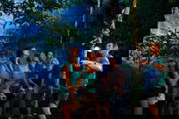 Daintree Rainforest Night Walk from Cape Tribulation