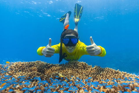 Ocean Safari Great Barrier Reef Experience In Cape Tribulation - Attractions 5
