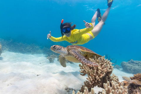 Ocean Safari Great Barrier Reef Experience In Cape Tribulation - Attractions 13