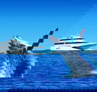 Tangalooma Island Resort Classic Whale Watching Day Cruise