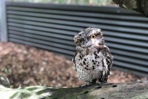 Hartley's Crocodile Adventures And Tjapukai Cultural Park Day Trip From Cairns - Attractions Las Vegas 1