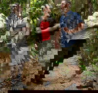 Mossman Gorge Dreamtime Walk and Low Isles Snorkeling and Sailing Cruise - Attractions