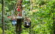 Cape Tribulation Jungle Surfing Canopy Tour - thumb 1