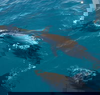 Fraser Island  Dolphin Sailing Adventure - Attractions