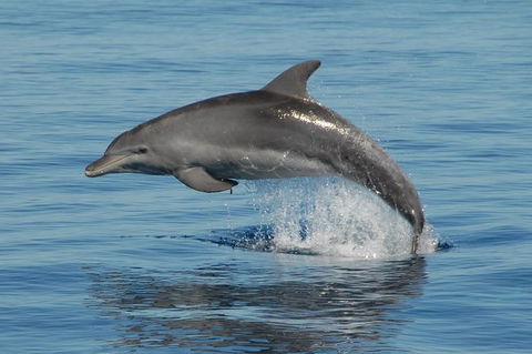 Fraser Island & Dolphin Sailing Adventure - Attractions 4