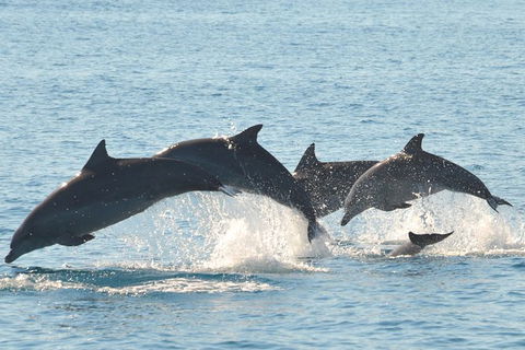 Fraser Island & Dolphin Sailing Adventure - Attractions 5