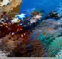 Quicksilver Dive 4 Day PADI Learn to Dive Course - Attractions