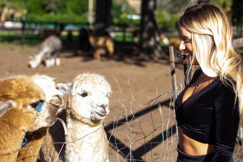O\'Reilly\'s & Lamington National Park Incl. Alpaca Farm + Vineyard - Attractions 1