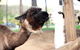 O\'Reilly\'s & Lamington National Park Incl. Alpaca Farm + Vineyard - thumb 5