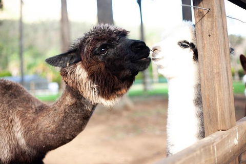 O\'Reilly\'s & Lamington National Park Incl. Alpaca Farm + Vineyard - Attractions 5