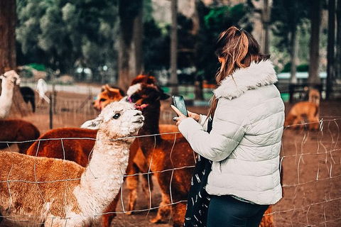 O\'Reilly\'s & Lamington National Park Incl. Alpaca Farm + Vineyard - Attractions 4