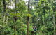 Cape Tribulation And Jungle Surfing Adventure Day From Port Douglas - thumb 0