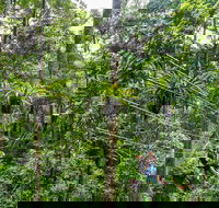 Cape Tribulation and Jungle Surfing Adventure Day from Port Douglas - Attractions