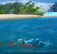 Wavedancer Low Isles Great Barrier Reef Sailing Cruise from Port Douglas - Attractions