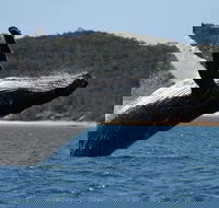 Hervey Bay Ultimate Whale Watching Cruise - Attractions